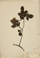 藏品(金櫻子)的圖片